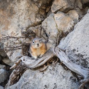 Preview wallpaper chipmunk, animal, rocks, wildlife