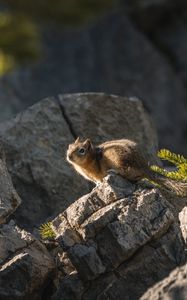 Preview wallpaper chipmunk, animal, stones, cute