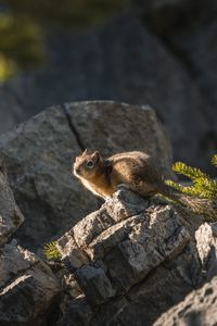 Preview wallpaper chipmunk, animal, stones, cute