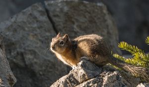 Preview wallpaper chipmunk, animal, stones, cute