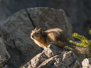 Preview wallpaper chipmunk, animal, stones, cute