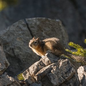 Preview wallpaper chipmunk, animal, stones, cute