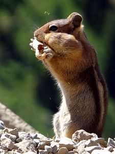 Preview wallpaper chipmunk, animal, striped