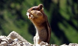 Preview wallpaper chipmunk, animal, striped