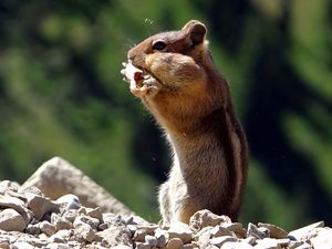 Preview wallpaper chipmunk, animal, striped