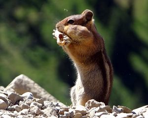 Preview wallpaper chipmunk, animal, striped