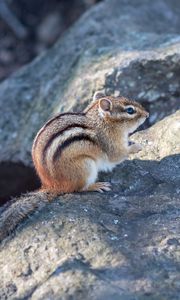 Preview wallpaper chipmunk, animal, wildlife