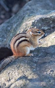 Preview wallpaper chipmunk, animal, wildlife