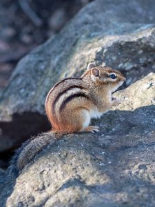 Preview wallpaper chipmunk, animal, wildlife