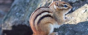 Preview wallpaper chipmunk, animal, wildlife