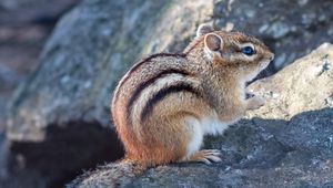 Preview wallpaper chipmunk, animal, wildlife