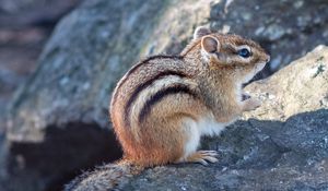 Preview wallpaper chipmunk, animal, wildlife