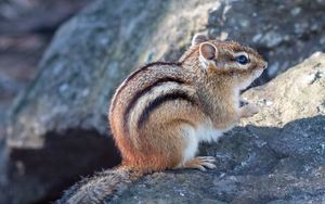 Preview wallpaper chipmunk, animal, wildlife