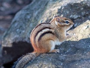 Preview wallpaper chipmunk, animal, wildlife