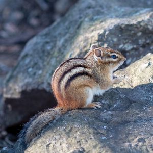 Preview wallpaper chipmunk, animal, wildlife