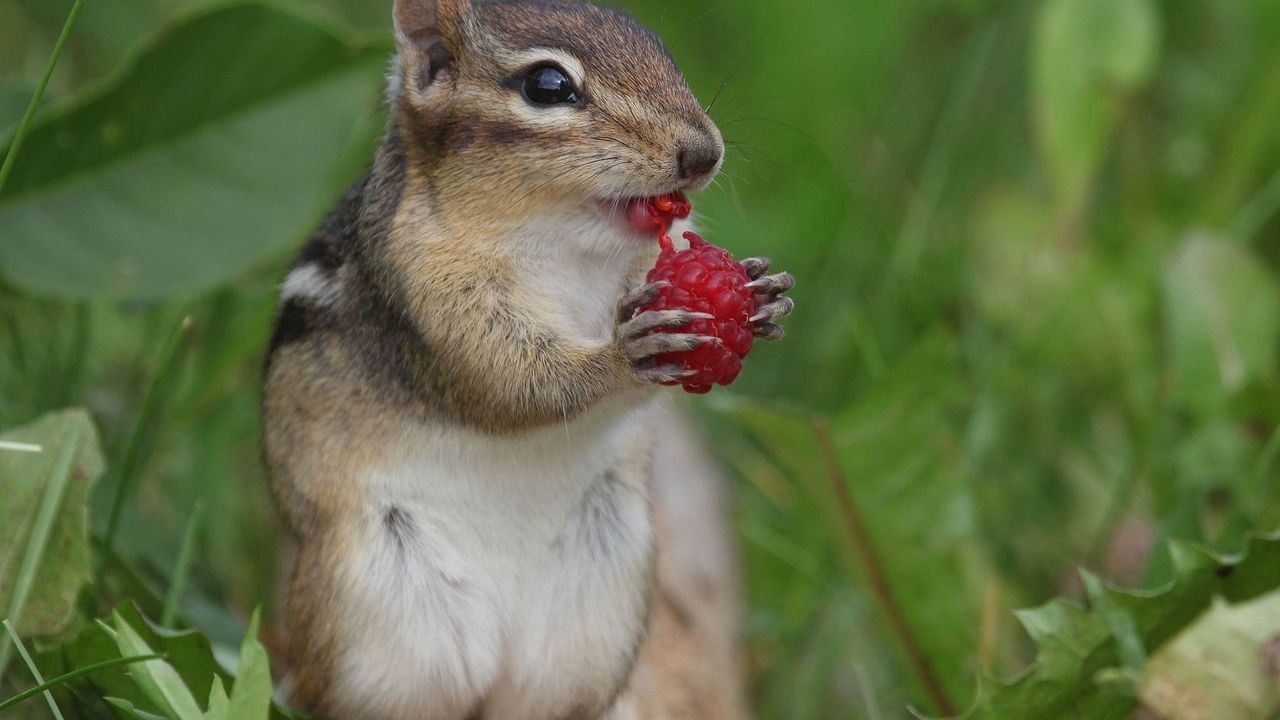 Wallpaper chipmunk, berry, raspberry