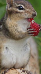 Preview wallpaper chipmunk, berry, raspberry