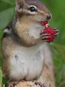 Preview wallpaper chipmunk, berry, raspberry