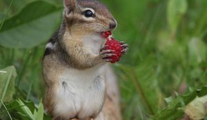 Preview wallpaper chipmunk, berry, raspberry