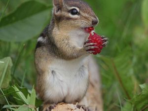 Preview wallpaper chipmunk, berry, raspberry