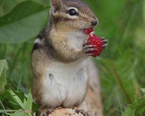 Preview wallpaper chipmunk, berry, raspberry