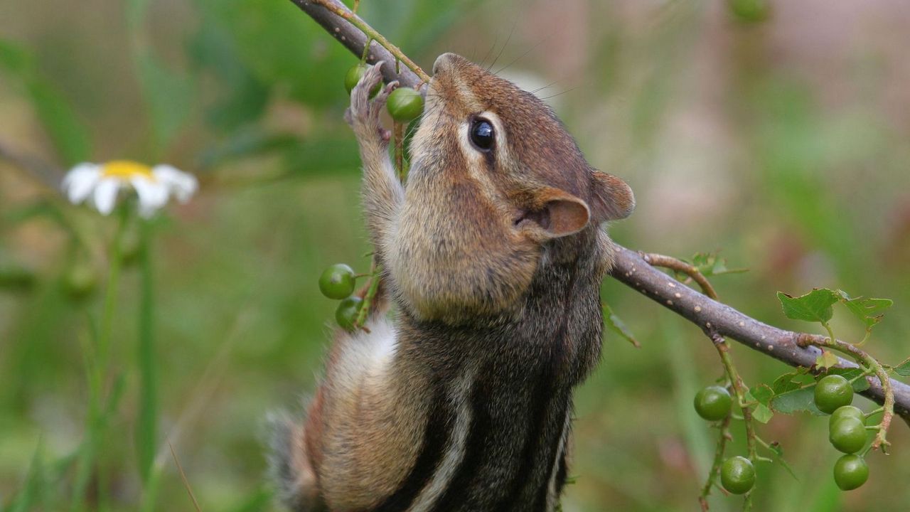 Wallpaper chipmunk, branch, berries