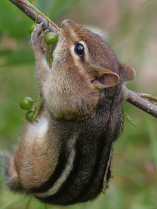 Preview wallpaper chipmunk, branch, berries