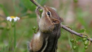 Preview wallpaper chipmunk, branch, berries