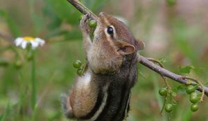 Preview wallpaper chipmunk, branch, berries