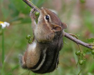 Preview wallpaper chipmunk, branch, berries