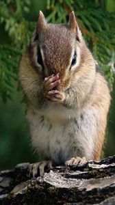 Preview wallpaper chipmunk, branches, trees, sit