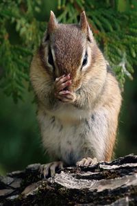 Preview wallpaper chipmunk, branches, trees, sit