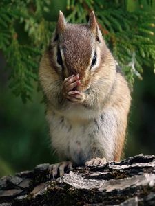 Preview wallpaper chipmunk, branches, trees, sit