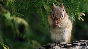 Preview wallpaper chipmunk, branches, trees, sit