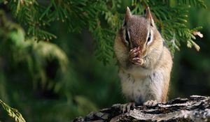 Preview wallpaper chipmunk, branches, trees, sit