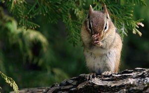 Preview wallpaper chipmunk, branches, trees, sit