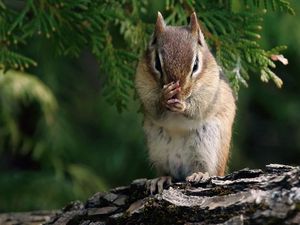 Preview wallpaper chipmunk, branches, trees, sit