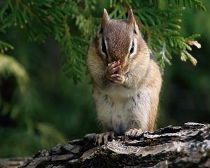 Preview wallpaper chipmunk, branches, trees, sit