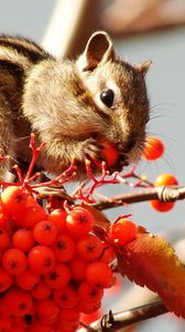 Preview wallpaper chipmunk, bunch, branches, berries, mountain ash, leaf