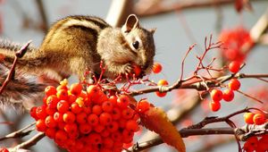 Preview wallpaper chipmunk, bunch, branches, berries, mountain ash, leaf