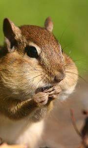 Preview wallpaper chipmunk, cheeks, stocks, grass