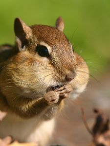 Preview wallpaper chipmunk, cheeks, stocks, grass