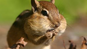 Preview wallpaper chipmunk, cheeks, stocks, grass