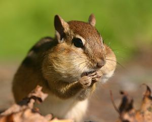 Preview wallpaper chipmunk, cheeks, stocks, grass