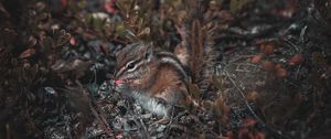 Preview wallpaper chipmunk, cute, rodent, animal, wildlife