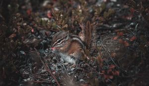 Preview wallpaper chipmunk, cute, rodent, animal, wildlife