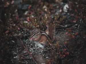 Preview wallpaper chipmunk, cute, rodent, animal, wildlife