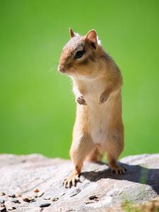 Preview wallpaper chipmunk, face, animal, walk