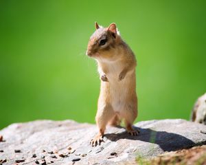 Preview wallpaper chipmunk, face, animal, walk