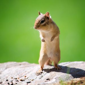 Preview wallpaper chipmunk, face, animal, walk